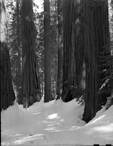 Giant Sequoias, Winter Scenes, Sequoias in snow