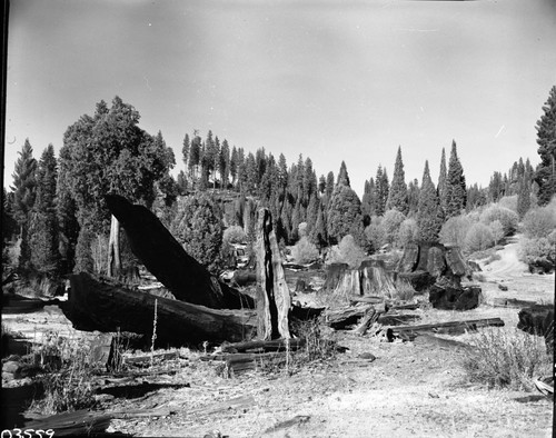 Logging, Stump Meadow. Misc. Meadows