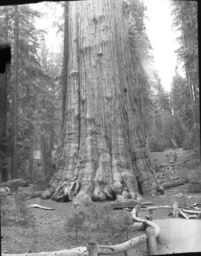 General Sherman Tree, base of tree