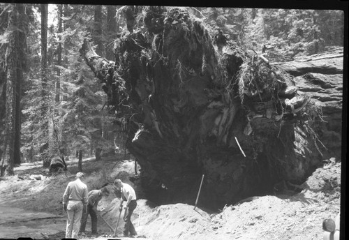 Buttress Tree, Just after it fell