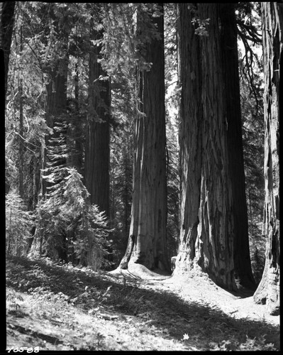 Giant Sequoia