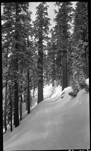 Winter Scenes, Generals Highway