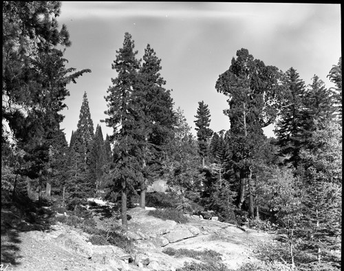 Mixed Coniferous Forest Plant Community, Ponderosa Pine, Sugar Pine, Cedar Incense. (Crop from top)