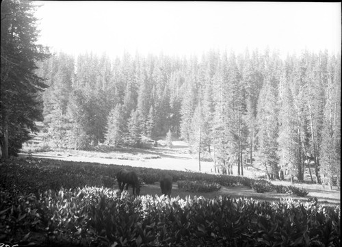 Meadow studies, compare horse size to corn lilies. Stock use