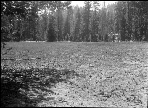 Meadow studies, grass detail along upper center of meadow. Fig. 150 Armstrong Report