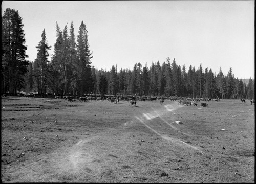 Grazing, Meadow Studies, Misc. Meadows, roundup at Rowell, Lackey's gathering. Light leak