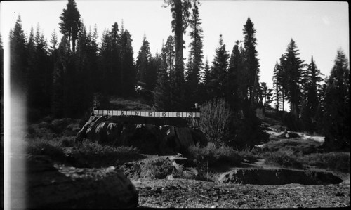 Giant Sequioa Stumps, Mark Twain Stump. 23' diameter, 1600 rings