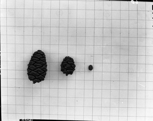 Giant Sequoia, Three sizes of cones