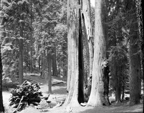 Giant Sequoias