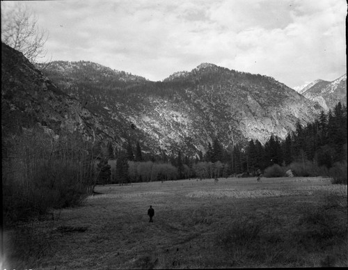 Meadow studies, Zumwalt Meadow showing recovery from grazing. Early Spring condition