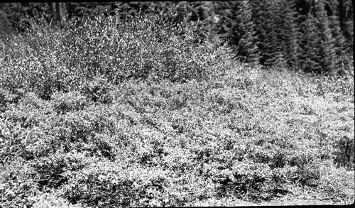 Research Plots, Deer, contrasting abundant growth inside experimental plot with that badly overbrowsed Prunus and Ceanothus on the outside