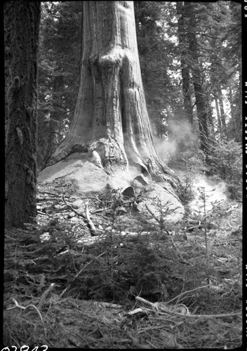 Wildland Fire, Giant Sequoias, Giant Sequoia with fire at base