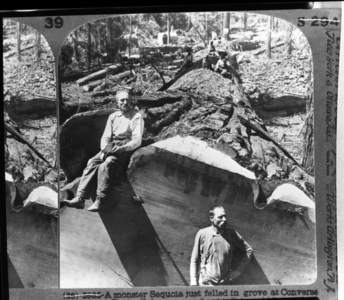 Converse Basin, Logging, Giant Sequoia just felled in Converse Basin. Individuals unidentified