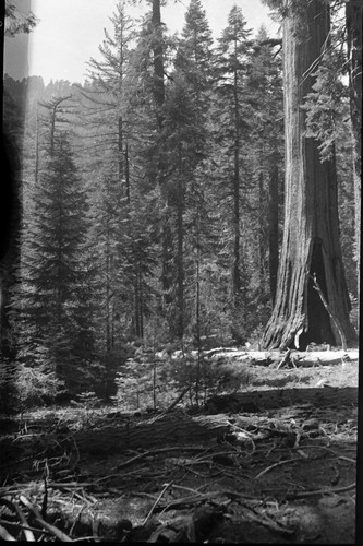 Redwood Mountain Grove, Scenes. Mixed Coniferous Forest Plant Community. Giant Sequoia