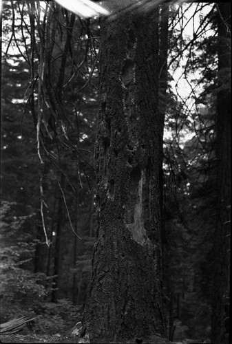 Misc. Birds, Pileated Woodpecker, forage holes