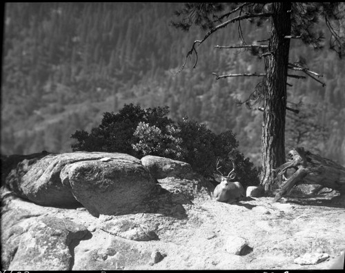 Sequoia Park, Deer, Mule Deer Buck