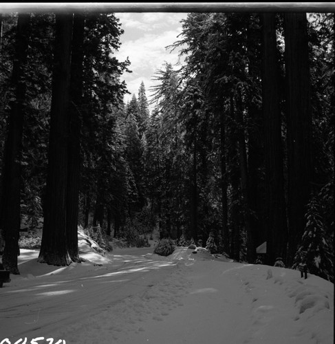 Winter Scenes, Lost Grove and Generals Highway in snow