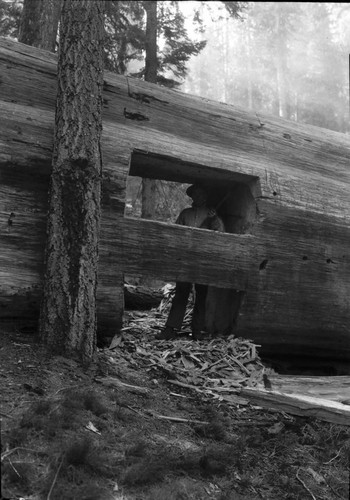 Fallen Sequoias, Trails, Buildings and Utilities, tunnel being cut though fallen sequoia on Hazelwood Nature Trail