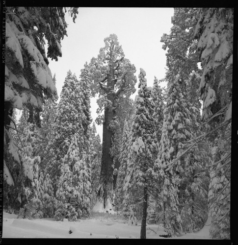 Winter Scenes, General Grant Tree, General Grant tree in snow, full tree