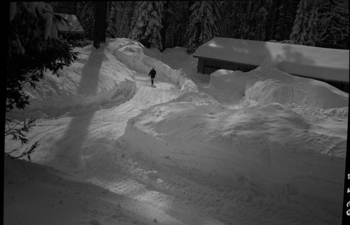 Record Heavy Snows, Critical snow conditions at Grant Grove after storm of February 4, 5, 6