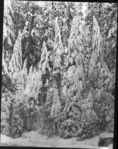 Winter Scenes, Giant Forest area