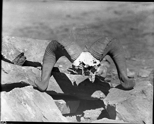 Misc. Mammals, Bighorn Sheep horns and skull