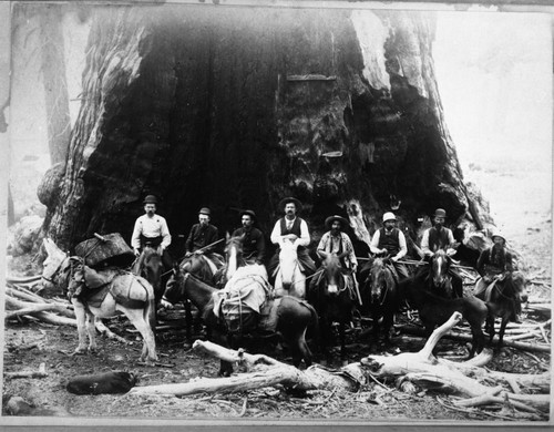 General Grant Tree, Group on horseback. Misc Groups, Stock Use