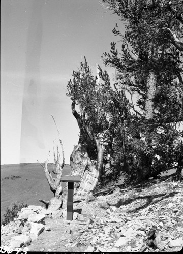 Misc. Trees, Foliage, Cones or Fruit. Bristlecone Pine, Alpha Tree in Schulman Grove, 4300 years old. (crop from left)