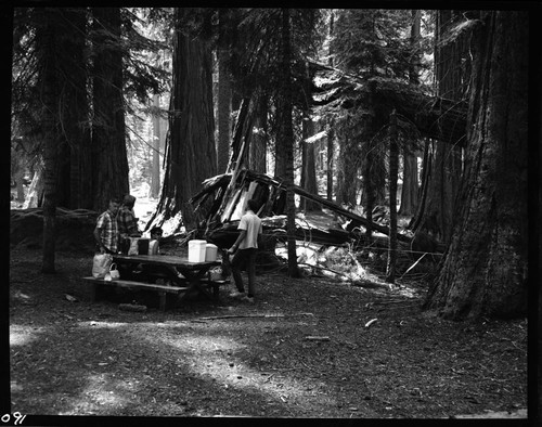 Hazard Trees, Base of Sequoia No. M-47