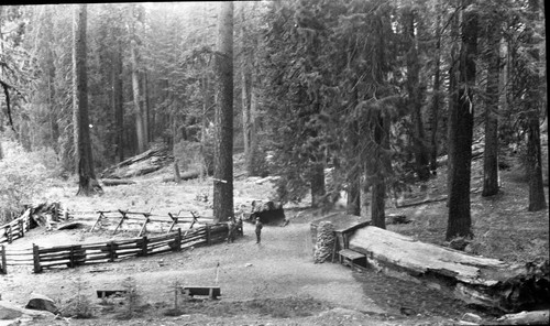 CCC, Tharp's Log completed restoration of corrals and cleanup of Tharp's Log