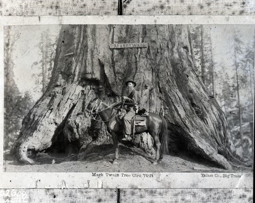 horse and rider in front of Mark Twain Tree