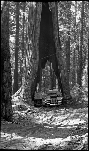 Miscellaneous Named Giant Sequoias, two tractors under Wishbone Tree