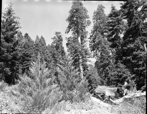 Young Giant Sequoia, Reproduction at Camp Conifer burn