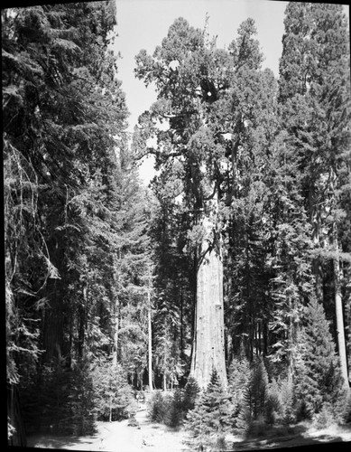 General Sherman Tree, full