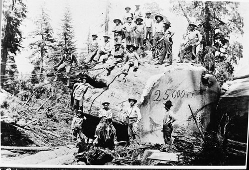 logging, hauling sequoia sections. End of Chute at Camp 4 at top of hill. Vernie Roberts, W.Z. Smith