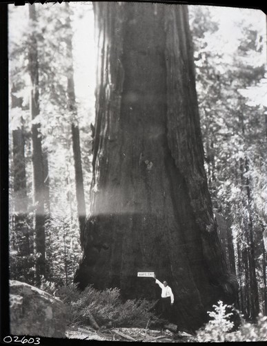 Miscellaneous Named Sequoias, Hart Tree (Light leak on negative)
