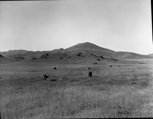 foothills southwest of Three Rivers, Misc. plant communities, Oak grassland, Savannah