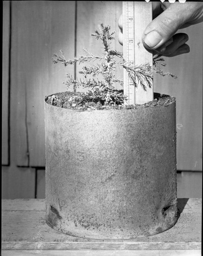 Giant Sequoia Seedlings, propagating sequoias, Ash Mountain Nursery. Misc. Resource Management Concerns