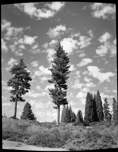 Jeffrey Pine