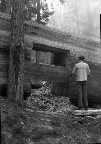 Fallen Sequoias, Trails, Buildings and Utilities, tunnel being cut though fallen sequoia on Hazelwood Nature Trail