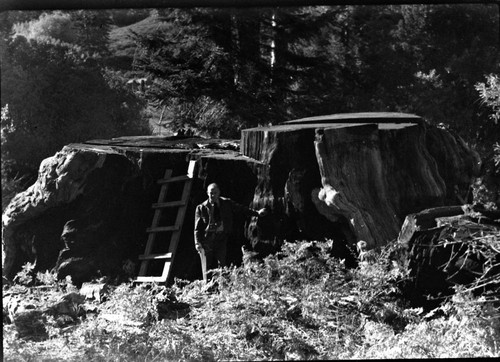 Logging, oldest dated stump