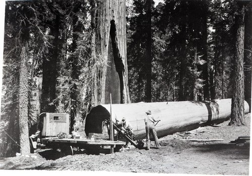 Giant Sequoia Sections, Cutting section. Individual unidentified