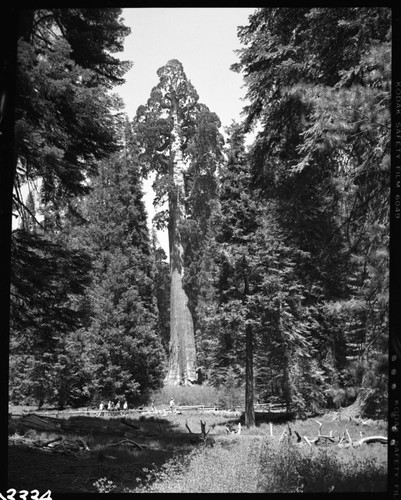 General Grant Tree