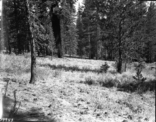 Meadow Studies, unharmed forest forage of kind rarely seen in the Sierra today. This is enroute to Sky Parlor Meadow from Upper Funston Meadow. Field notebook pg 1122