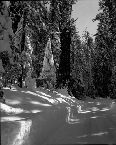 Record Heavy Snow, Winter Scenes, Record snowfall, Giant Forest