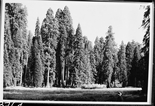 Misc. Meadows, Round Meadow, Giant Sequoias