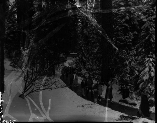 Nation's Christmas Tree Ceremony, 1957. Crowds approaching ceremony