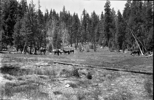 Meadow Studies, #12 shows main meadow dry and trampled soil. Misc. Resource Management Concerns, Stock Use