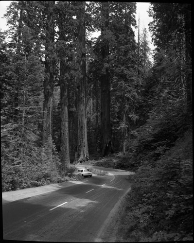 Four Guardsmen, Generals Highway, Vehicular Use