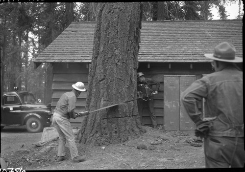 Hazard trees. Cutting down hazard tree by structure in Grant Grove. Individuals unidentified